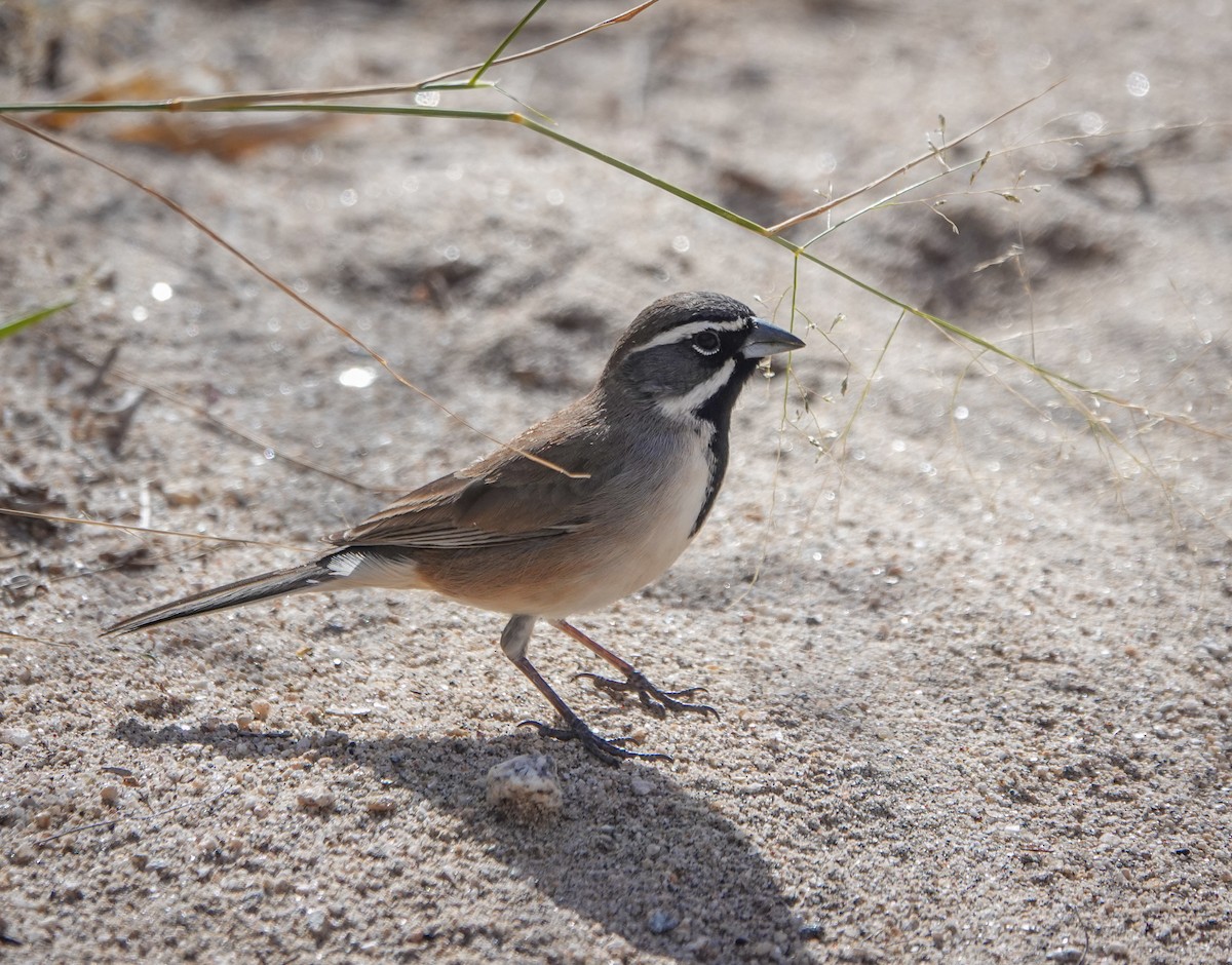 Black-throated Sparrow - Dave Hart