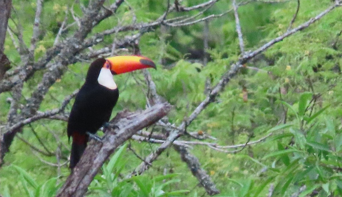 Toco Toucan - Mark Amershek