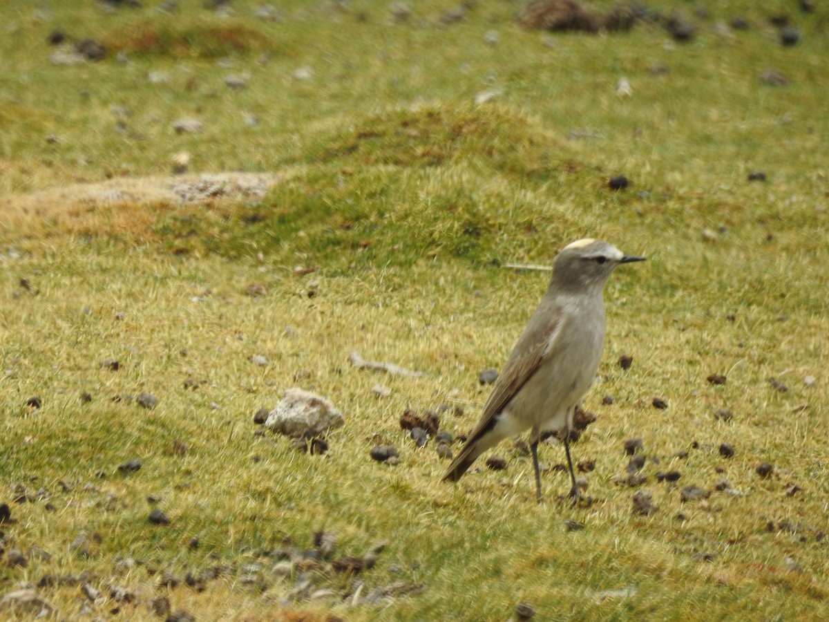 Ochre-naped Ground-Tyrant - Jhonson Klever Vizcarra Romero