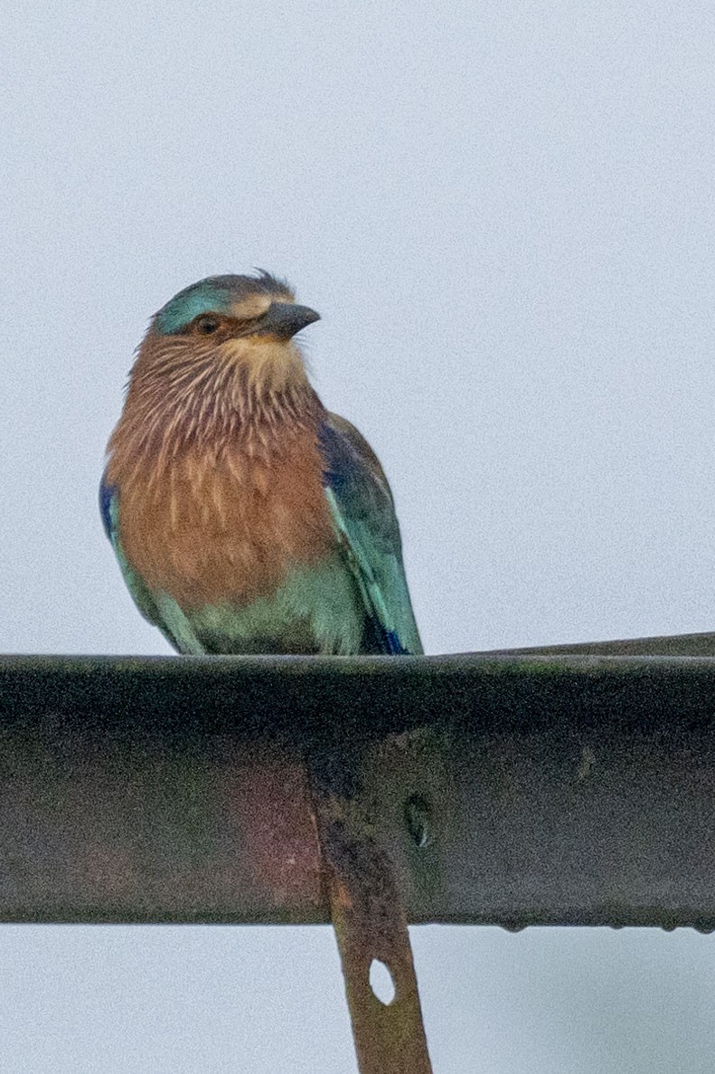 Indian Roller - ML612226074