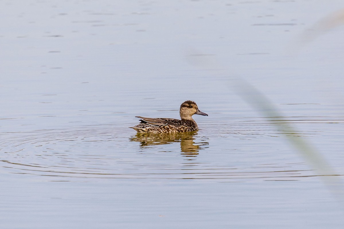 Green-winged Teal - ML612226094