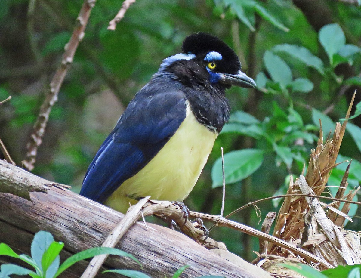 Plush-crested Jay - ML612226103