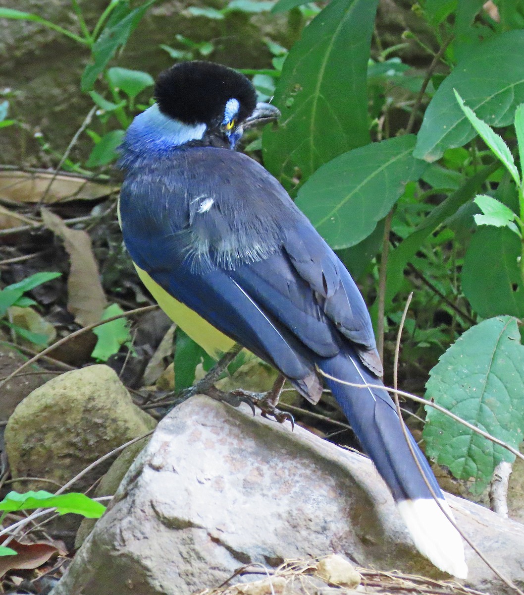 Plush-crested Jay - ML612226104