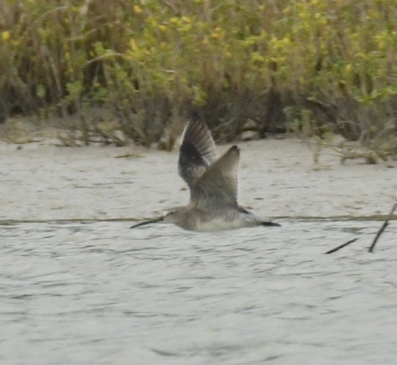 Short-billed Dowitcher - ML612226154