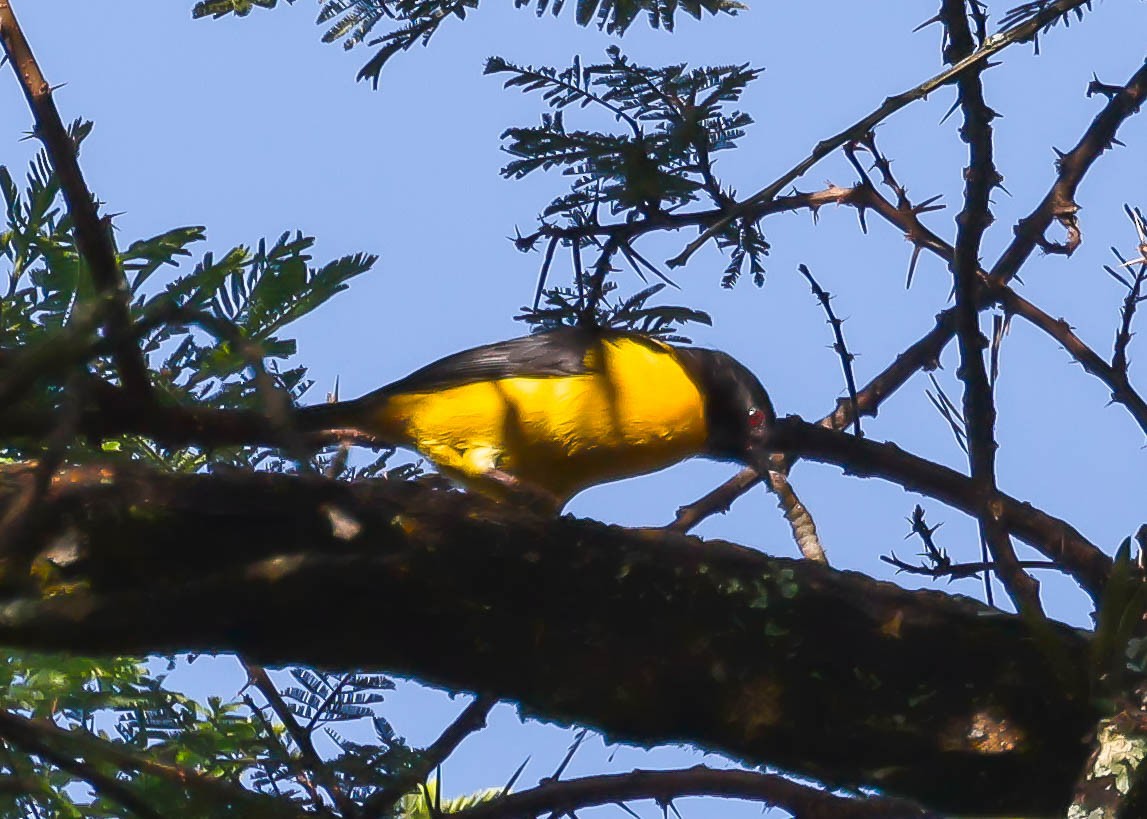 Brown-capped Weaver - ML612226167