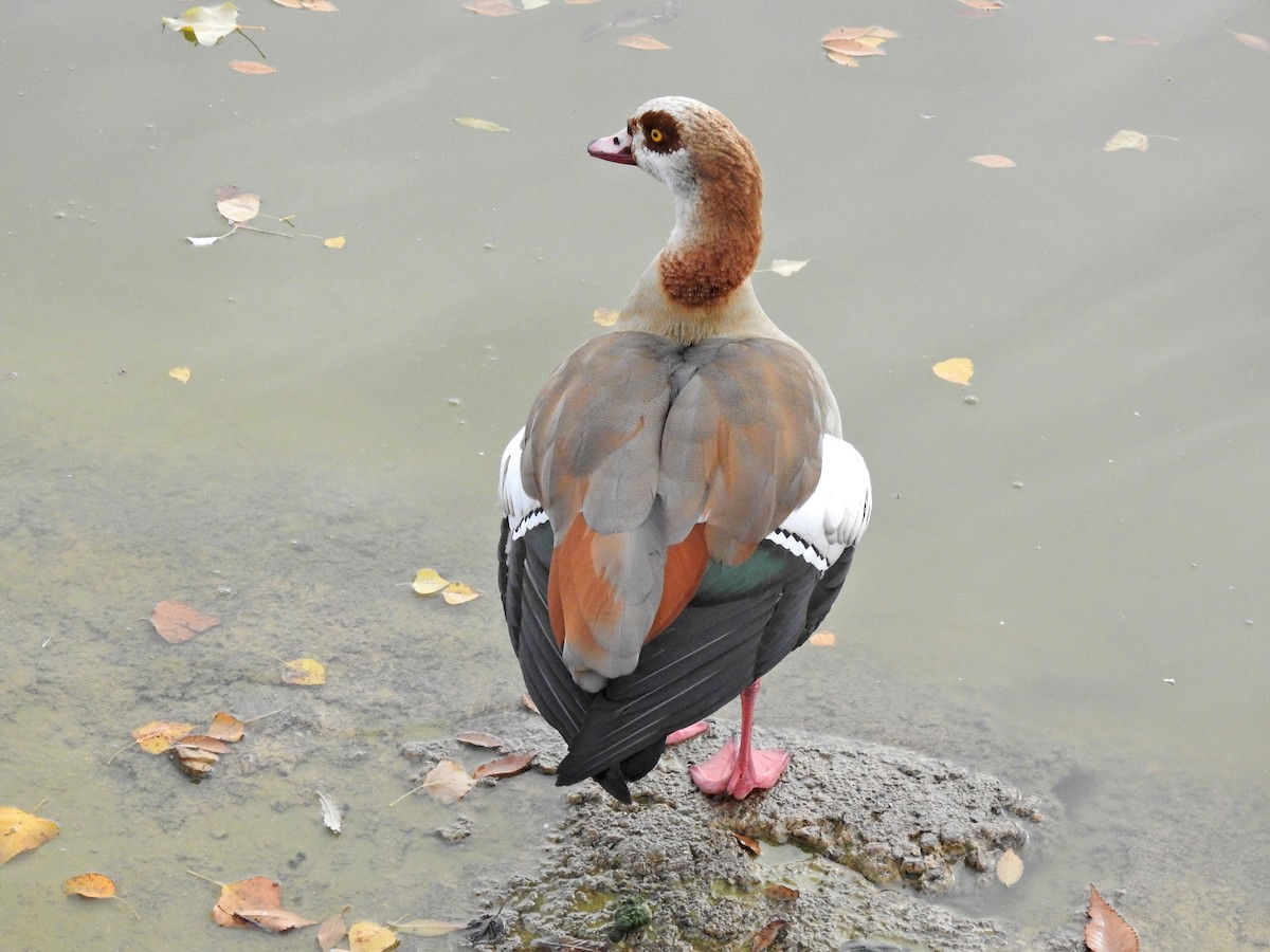 Egyptian Goose - ML612226231