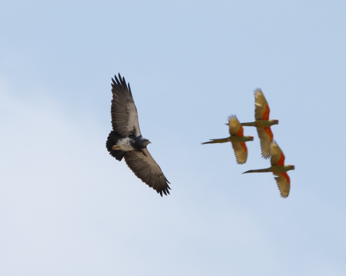 Black-chested Buzzard-Eagle - ML612226368