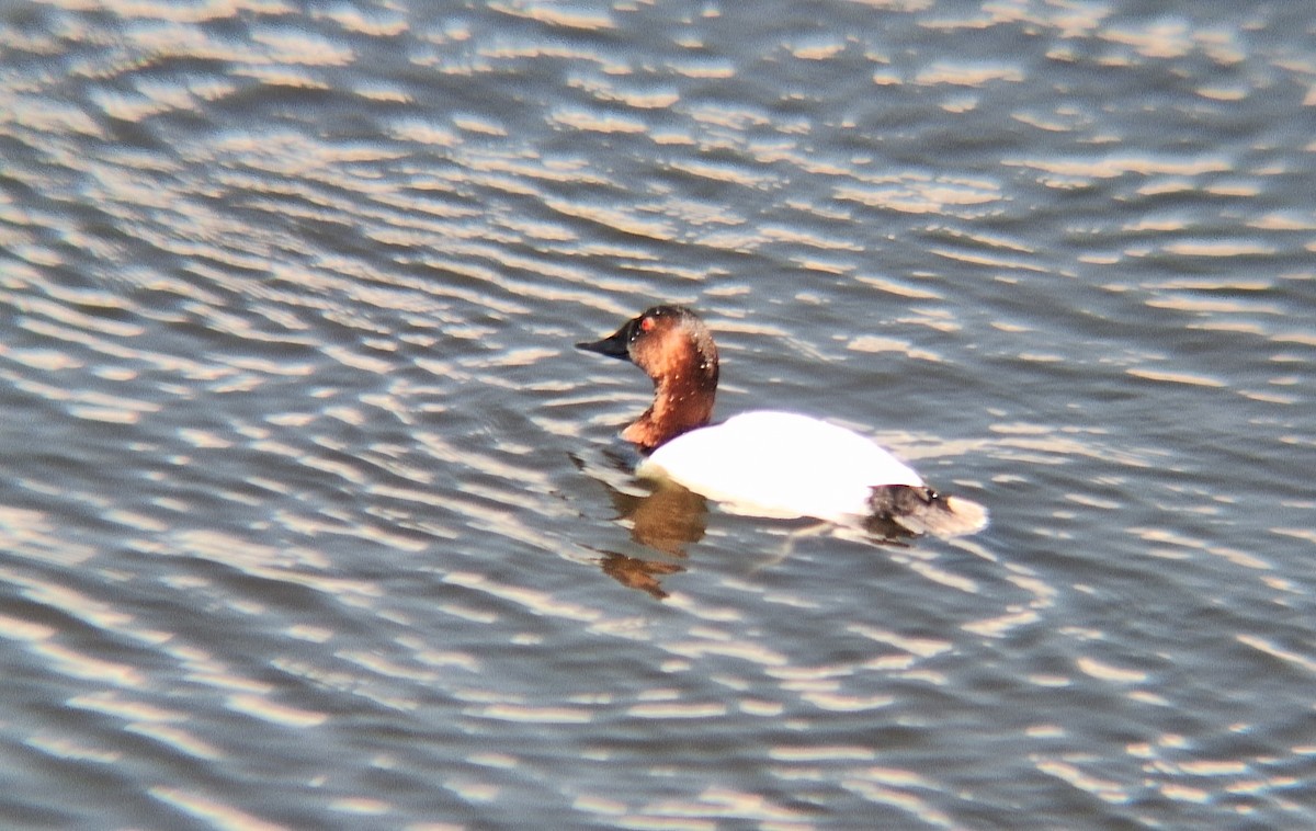 Canvasback - ML612226384