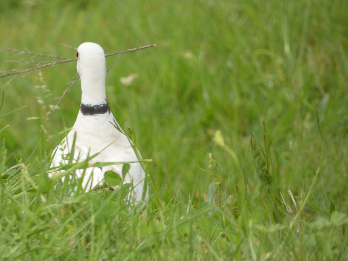 African Collared-Dove - ML612226423