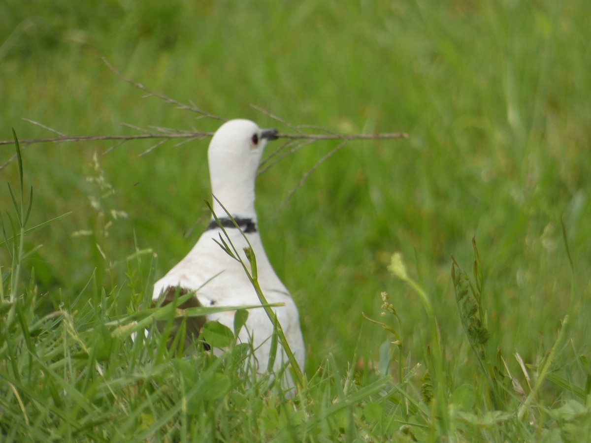 African Collared-Dove - ML612226424