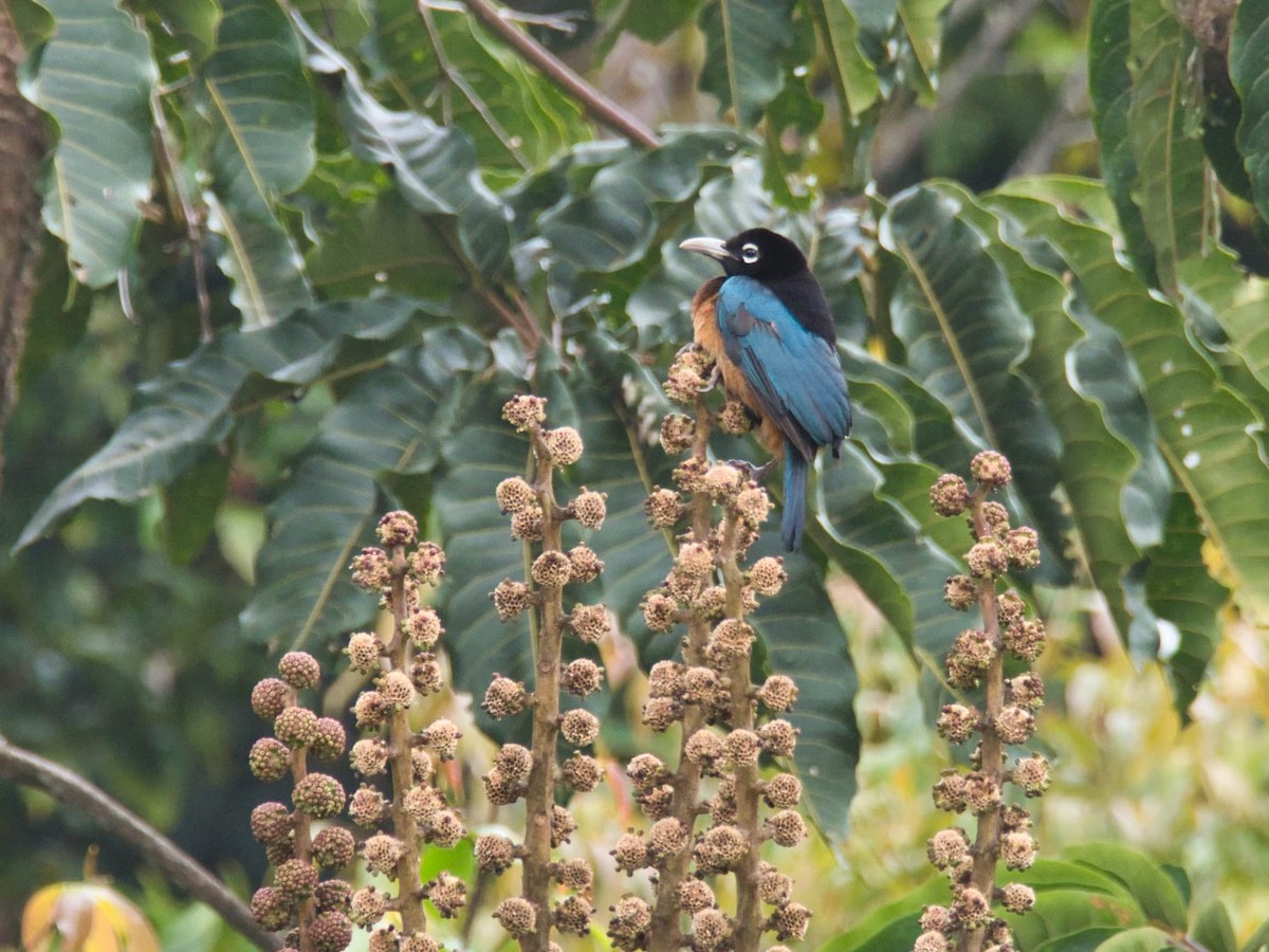 Blue Bird-of-Paradise - ML612226510