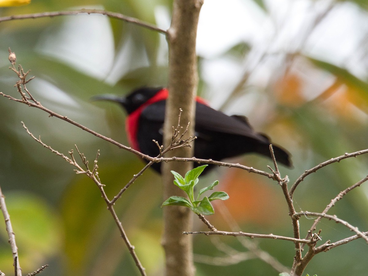 Red-collared Myzomela - Eric Carpenter