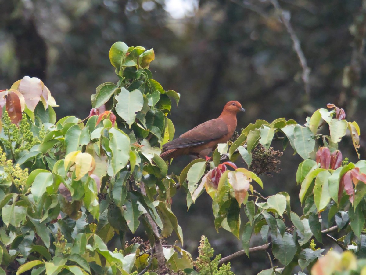 Black-billed Cuckoo-Dove - ML612226530