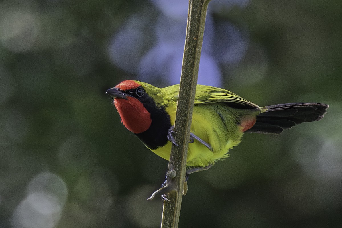 Gonolek de Doherty - ML612226571