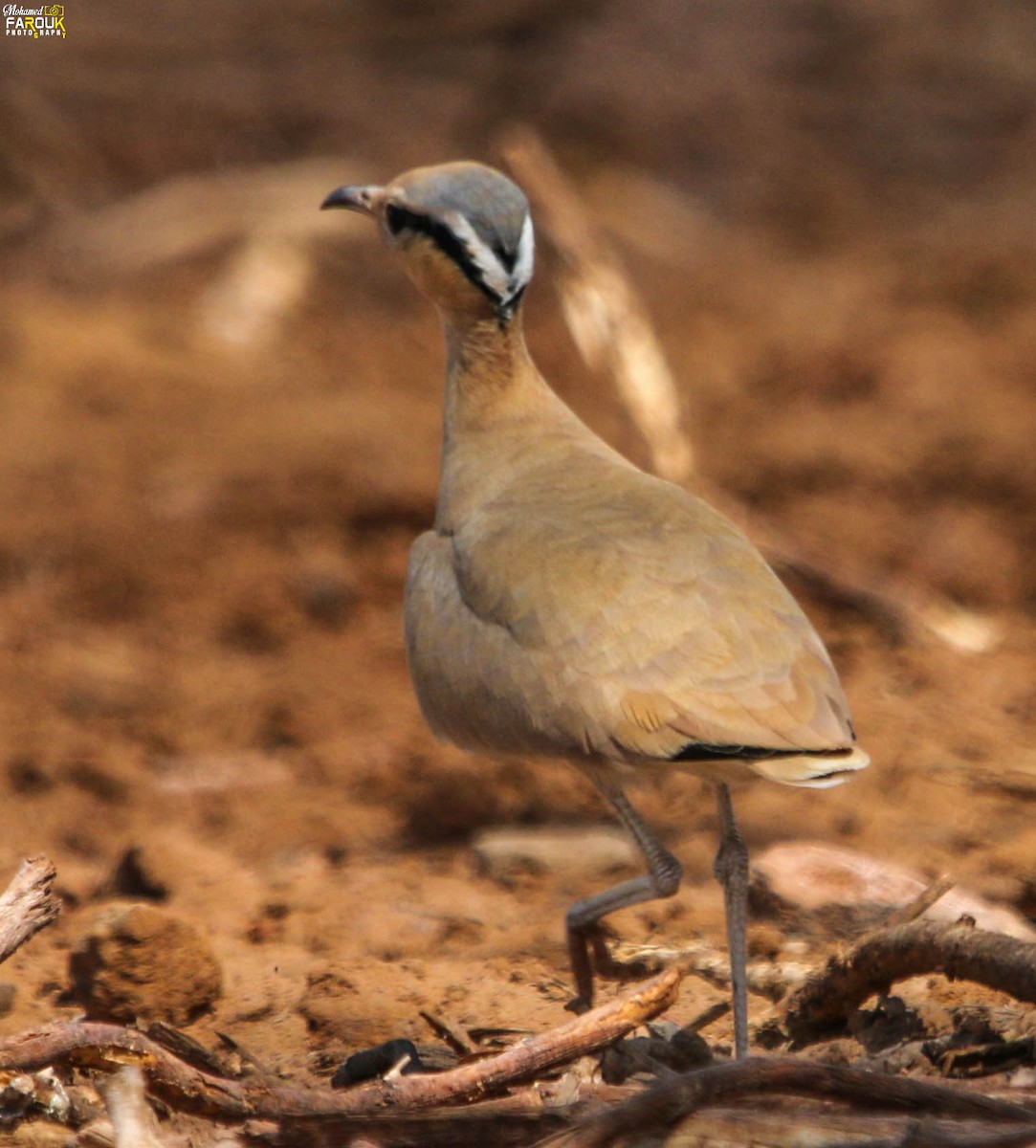 Cream-colored Courser - ML612226577