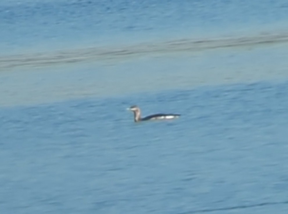 Red-throated Loon - ML612226612