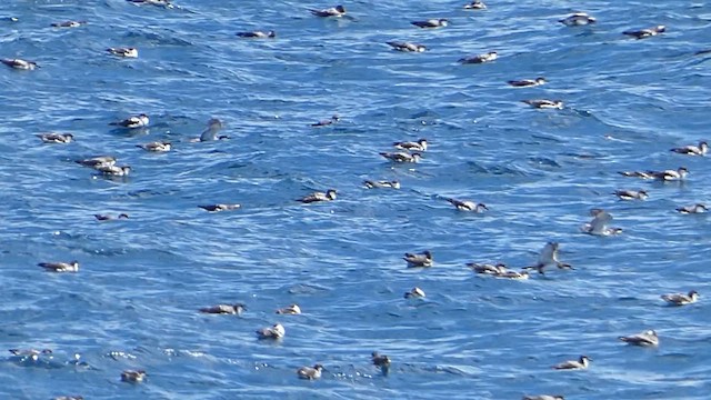 Buller's Shearwater - ML612226666