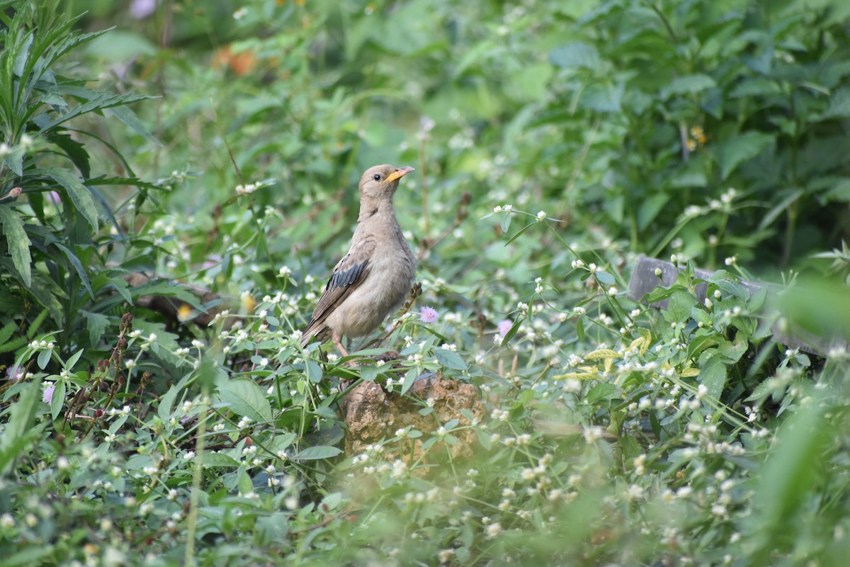 Rosy Starling - ML612226672