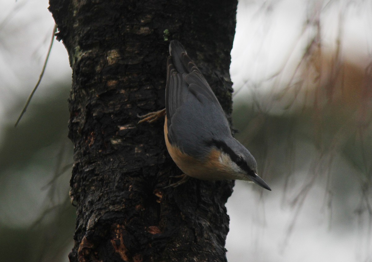 Eurasian Nuthatch - ML612226744