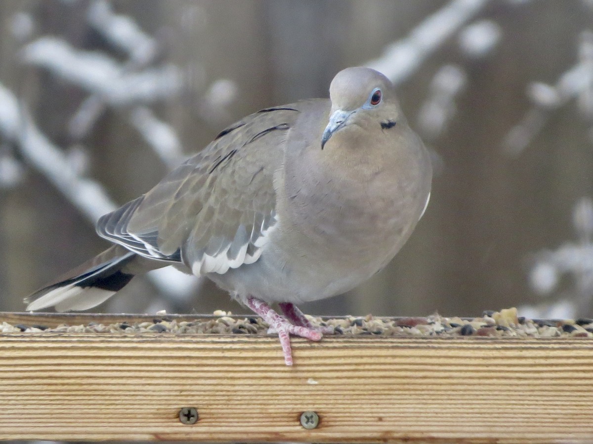 White-winged Dove - ML612226850