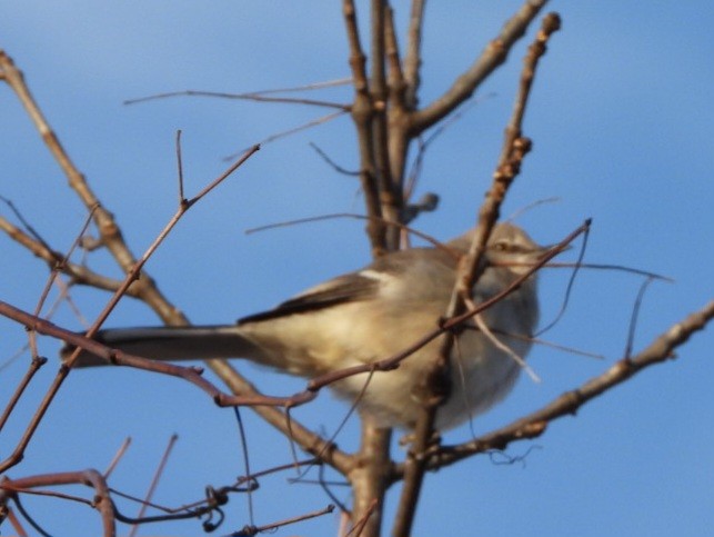 Northern Mockingbird - ML612226919