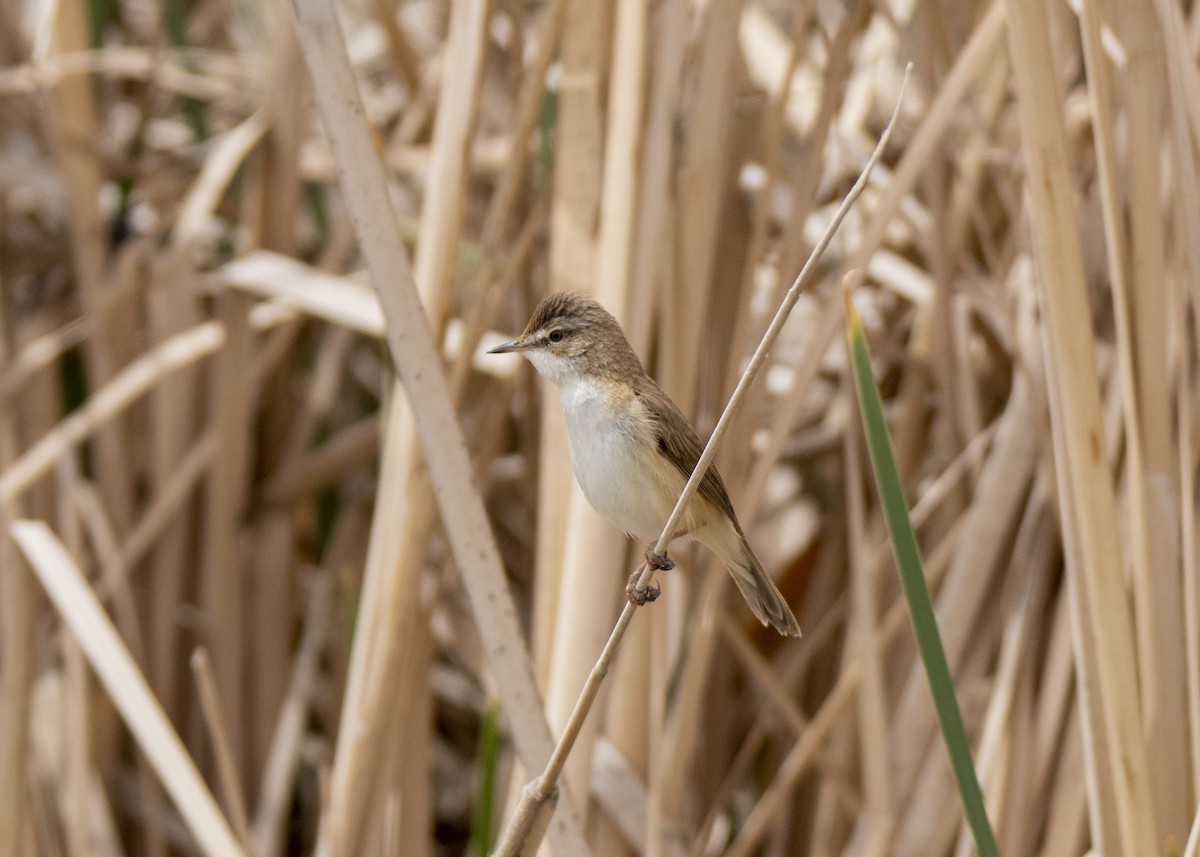 Paddyfield Warbler - Ali Mousavi