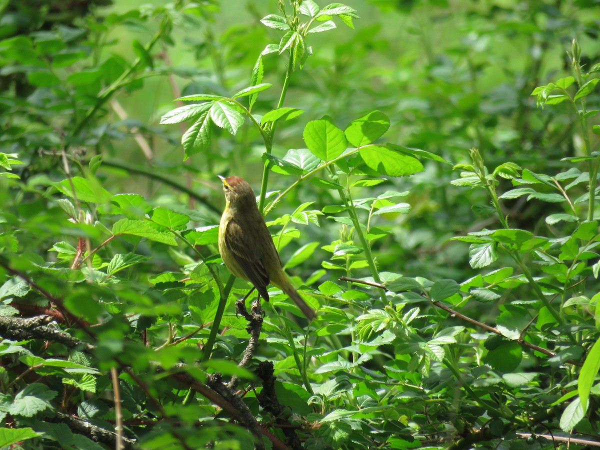 Palm Warbler - ML612227098