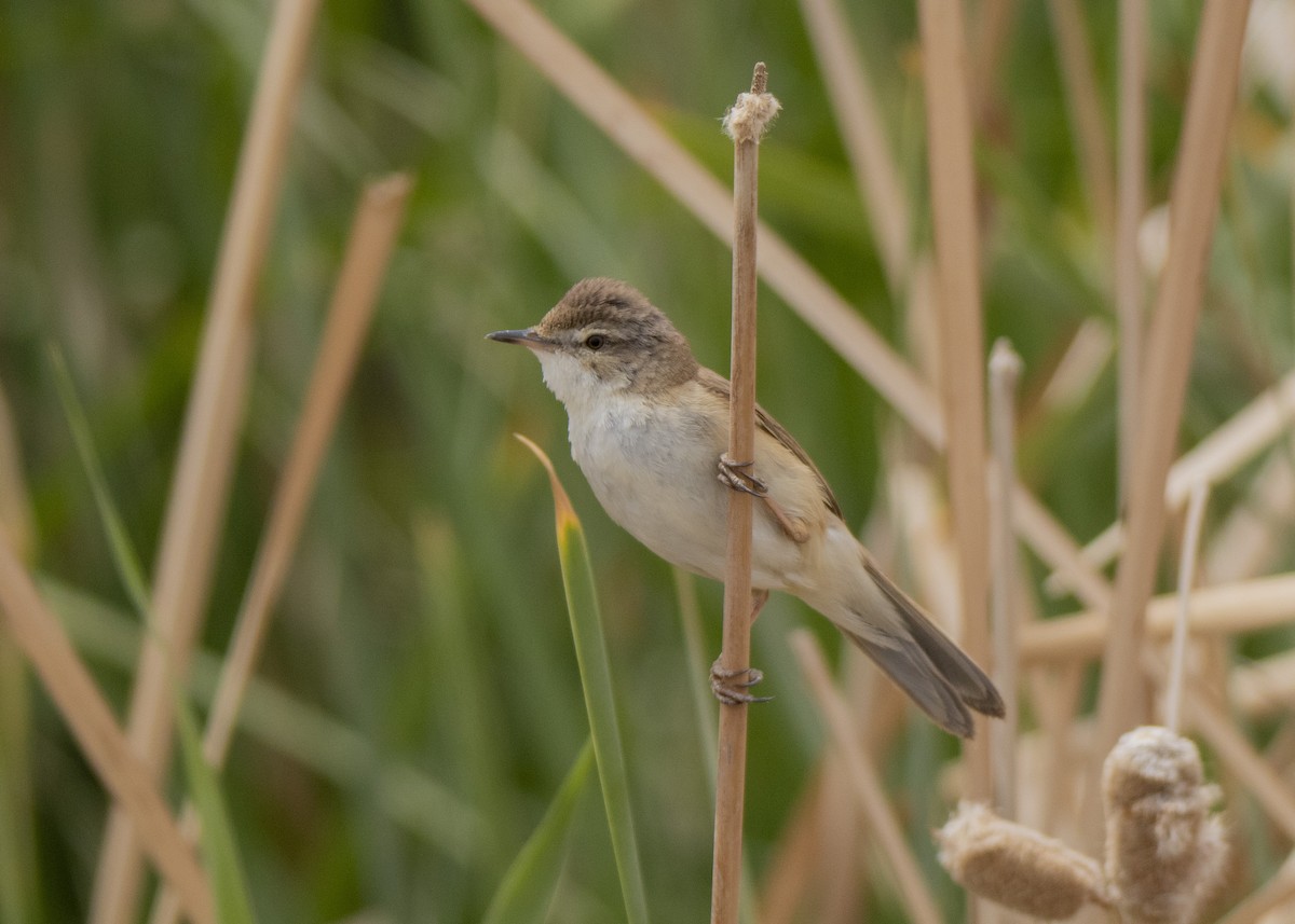 Paddyfield Warbler - ML612227105