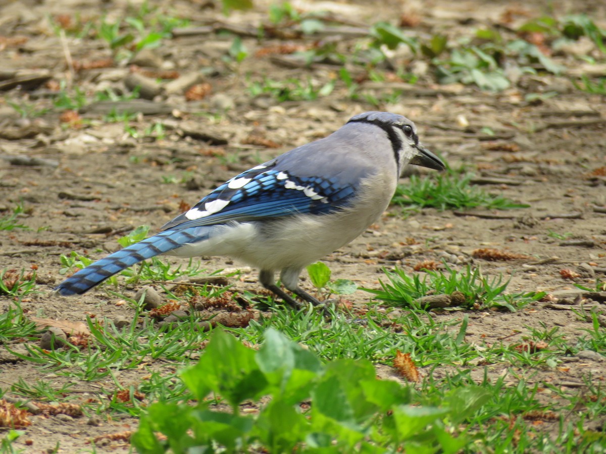 Blue Jay - ML612227107