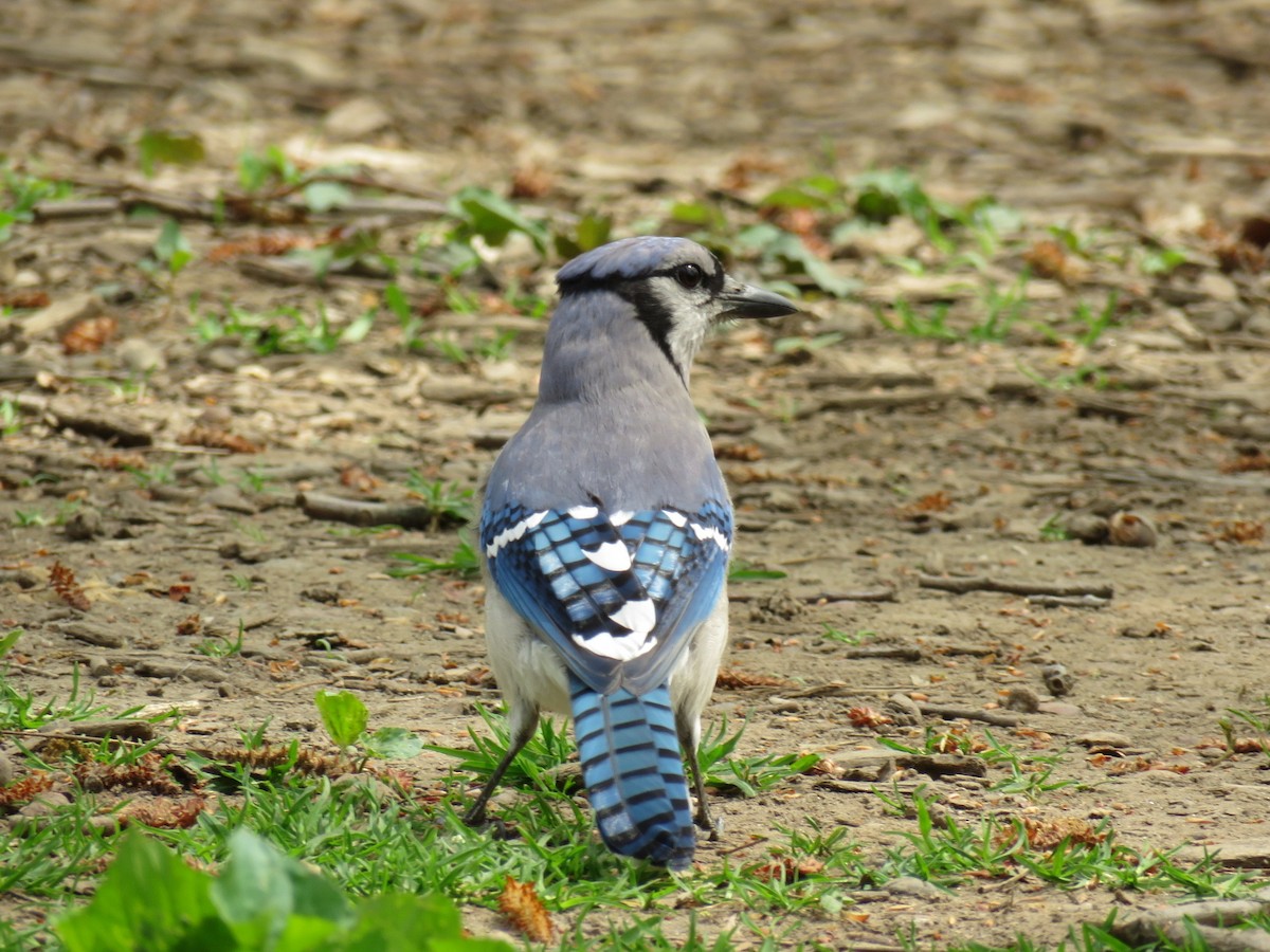 Blue Jay - ML612227110