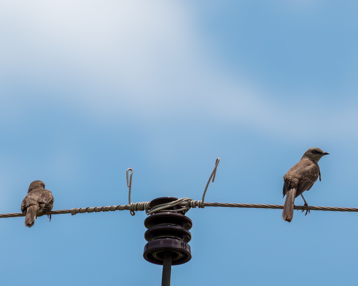 Chalk-browed Mockingbird - Victor Pássaro