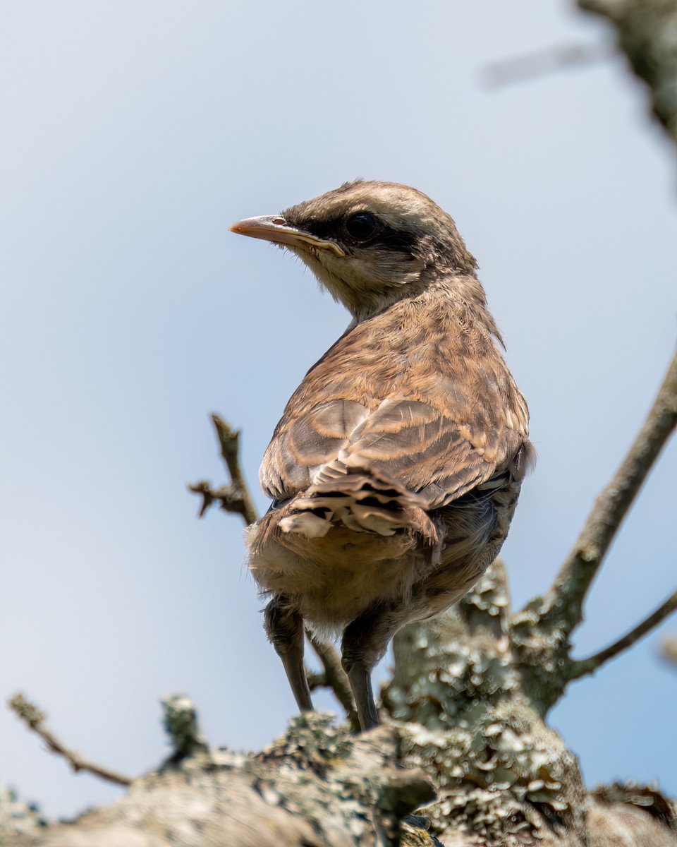 Chalk-browed Mockingbird - Victor Pássaro