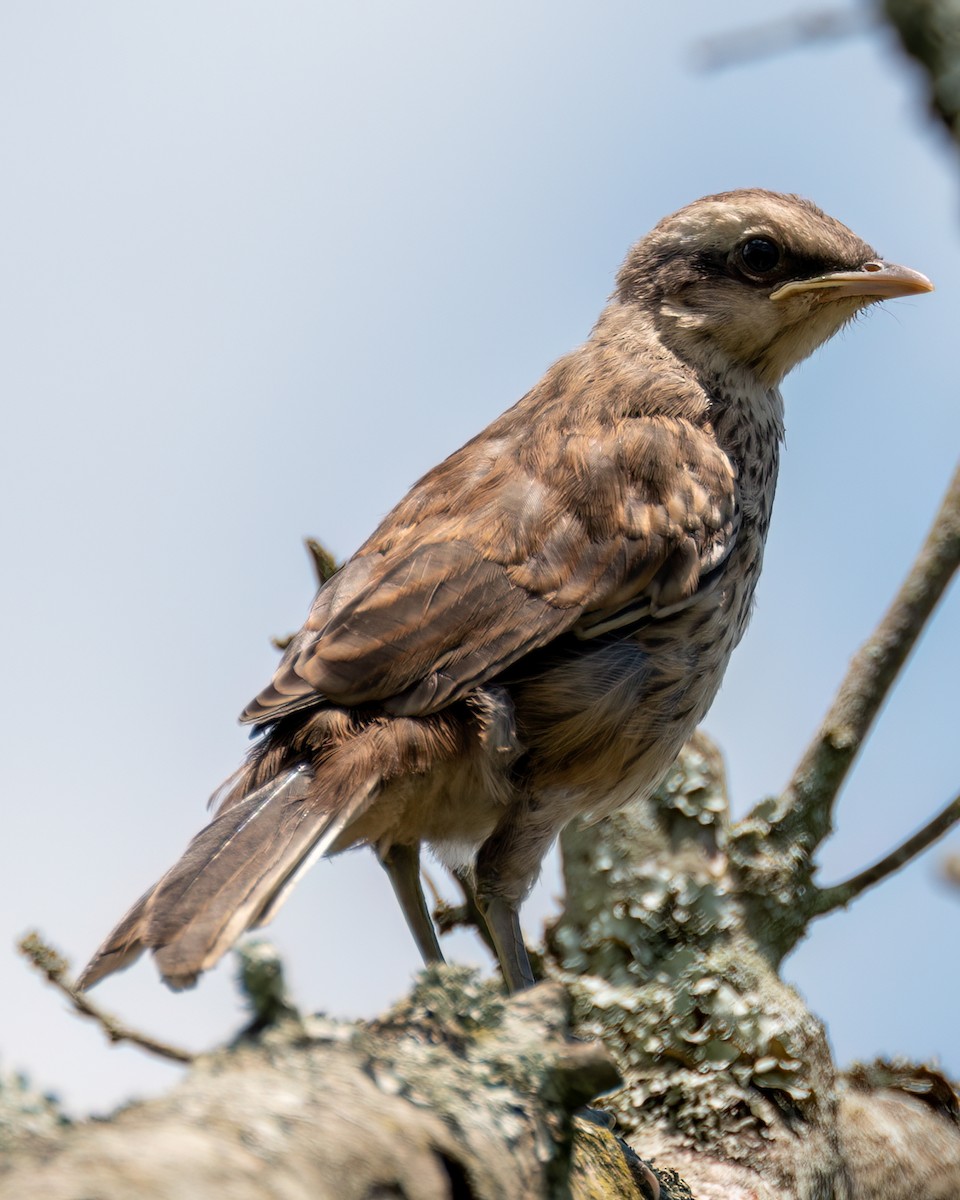 Chalk-browed Mockingbird - Victor Pássaro