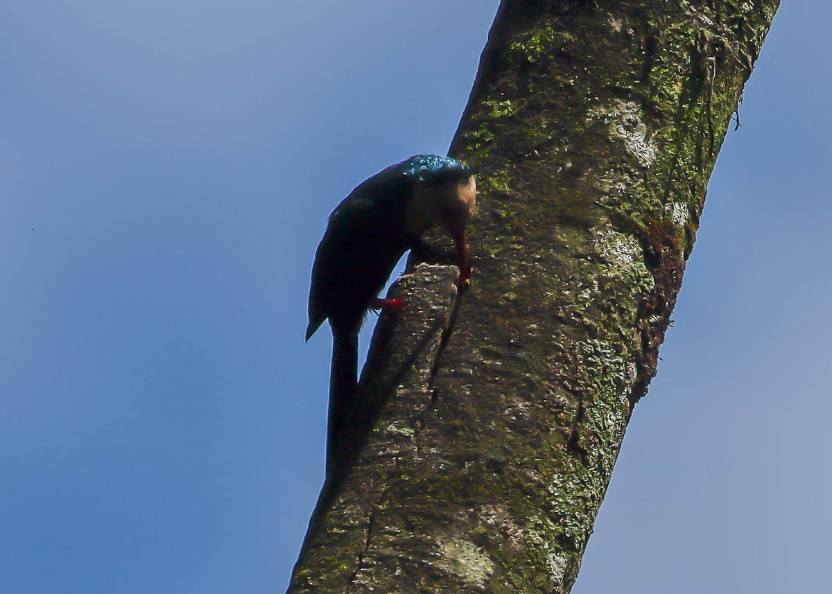 Abubilla Arbórea Cabeciblanca - ML612227138