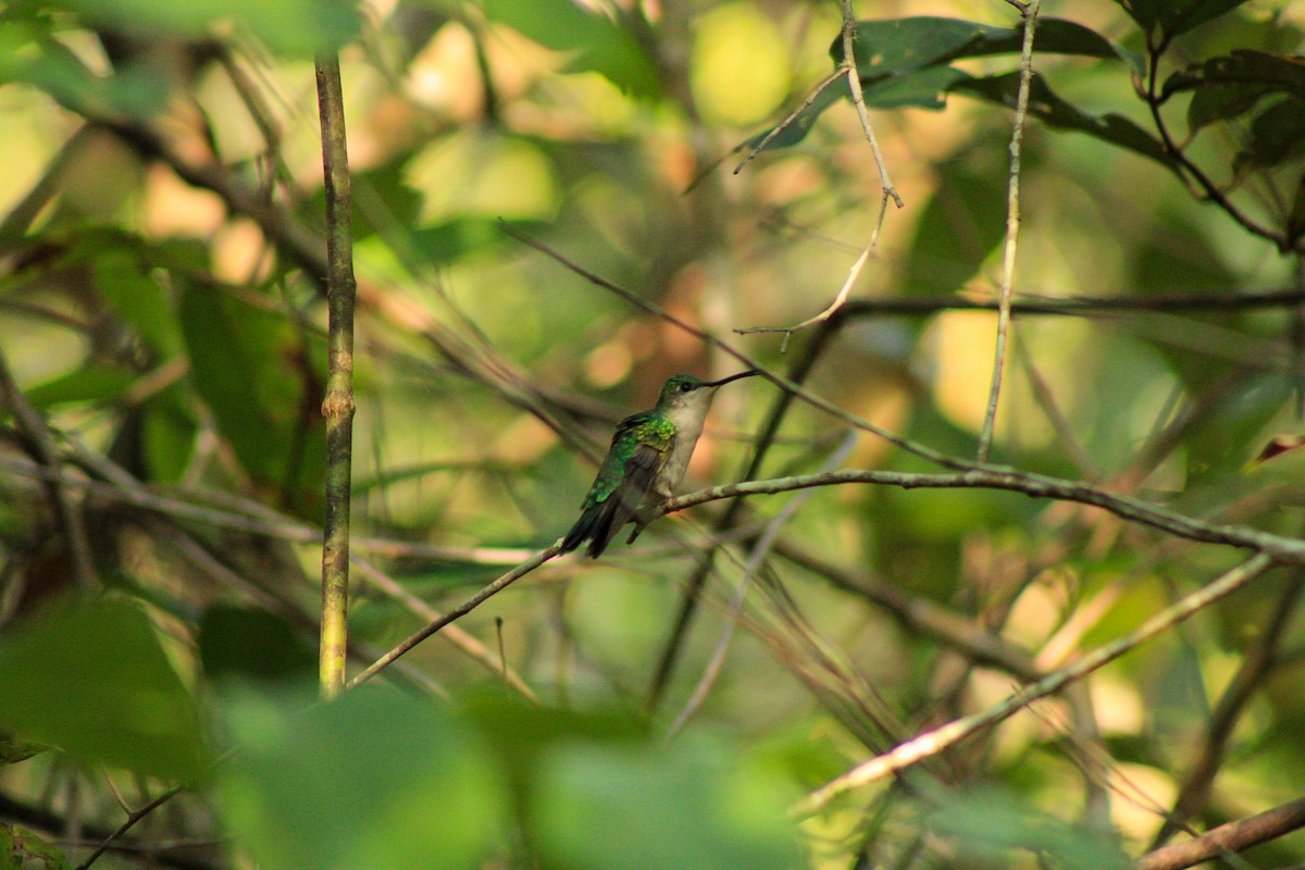 Fork-tailed Woodnymph - Tatiane Vieira