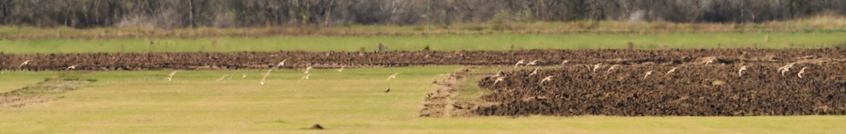 Chorlito Llanero - ML612227180