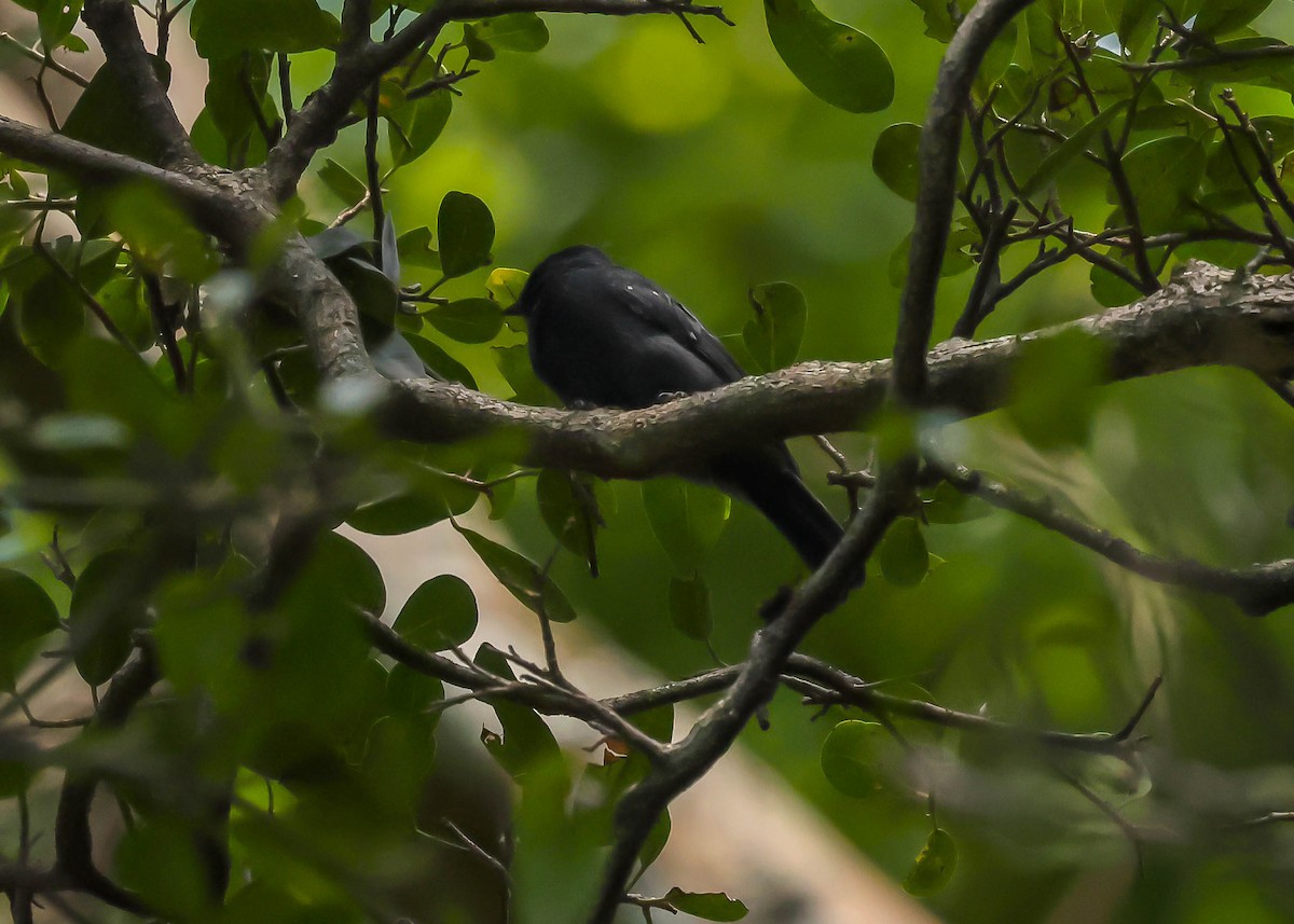 Dusky Tit - Ian Burgess