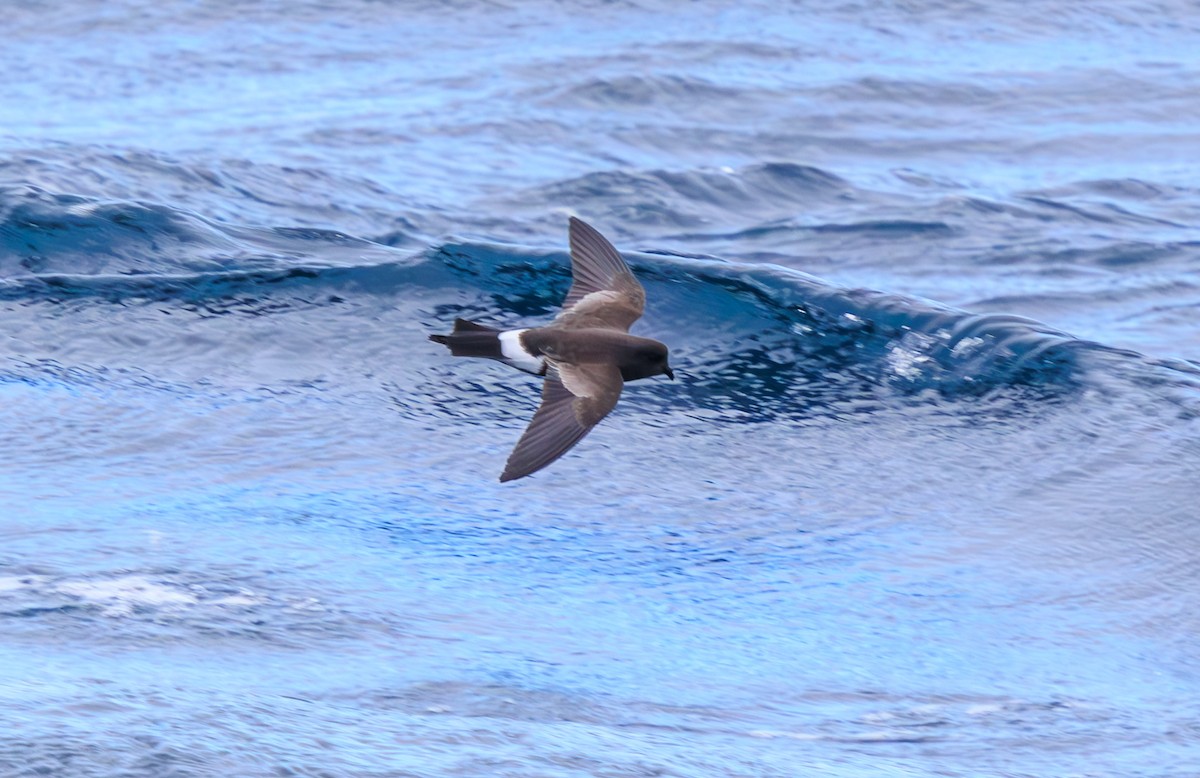 Wilson's Storm-Petrel - ML612227201