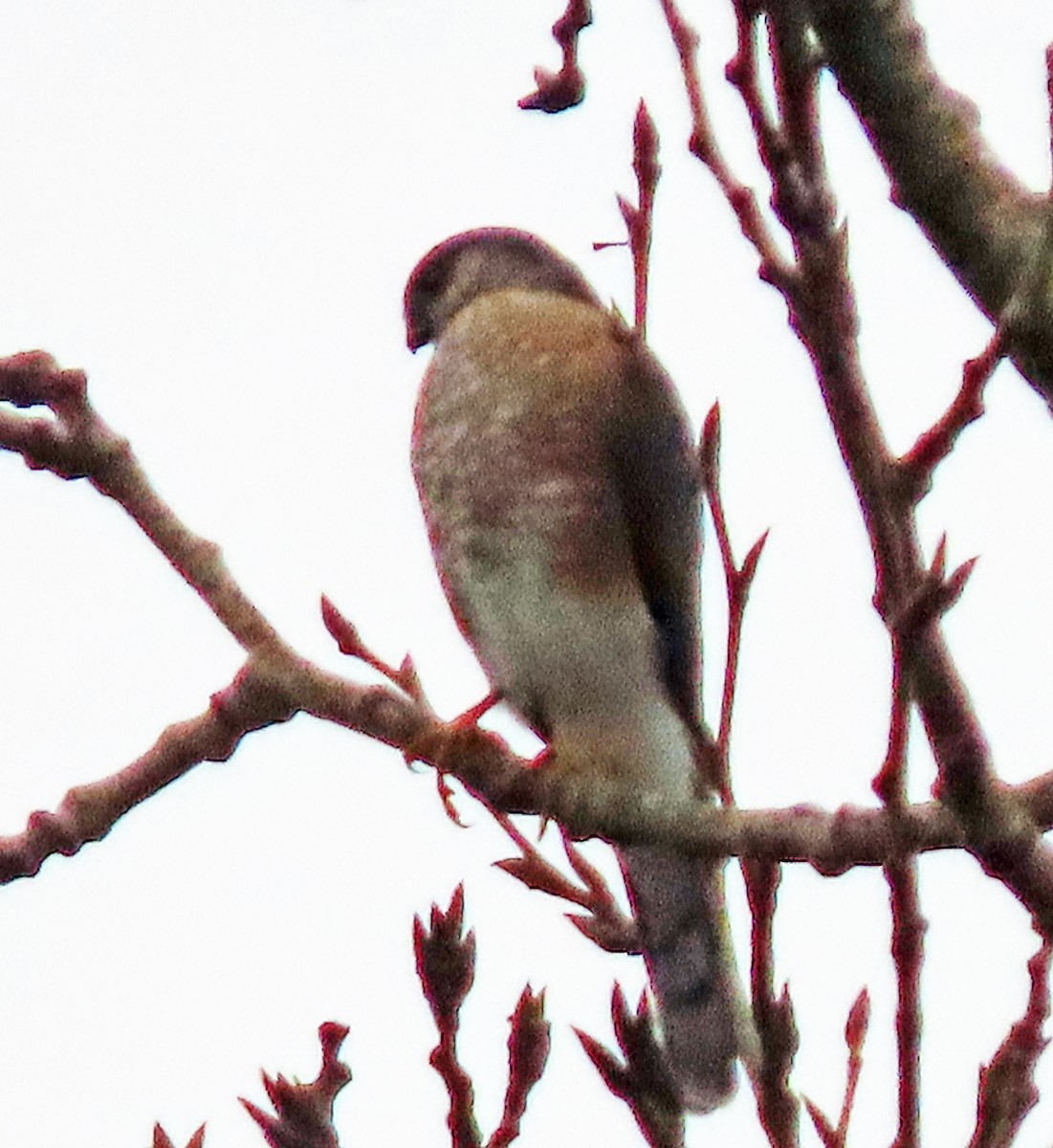 Sharp-shinned Hawk - ML612227257