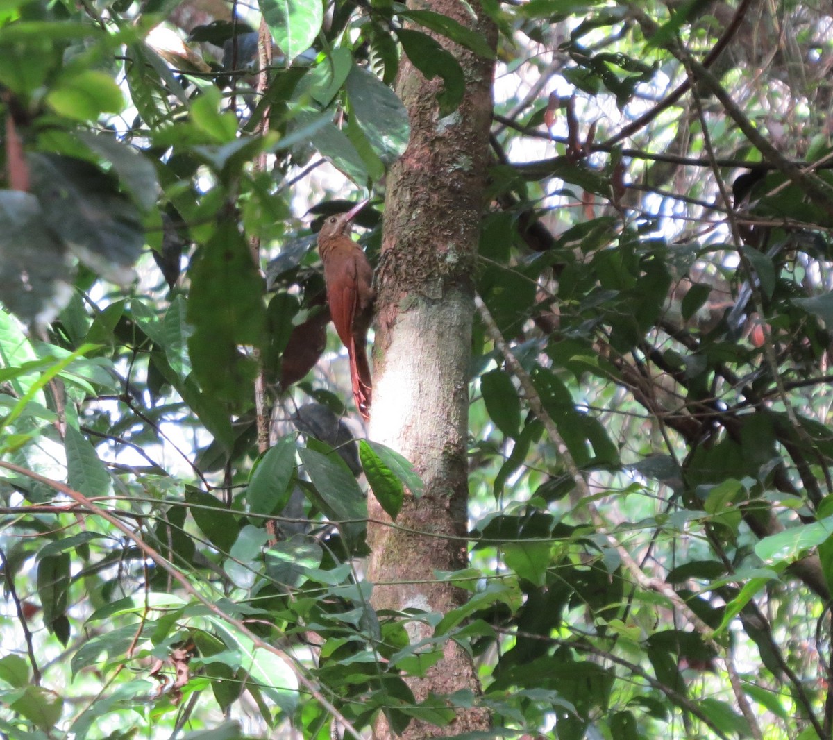 Red-billed Woodcreeper - ML612227272