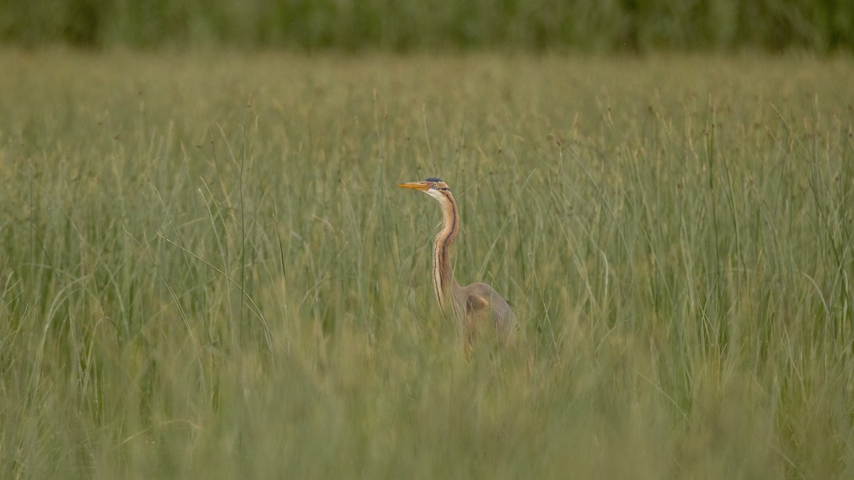 Purple Heron - ML612227331