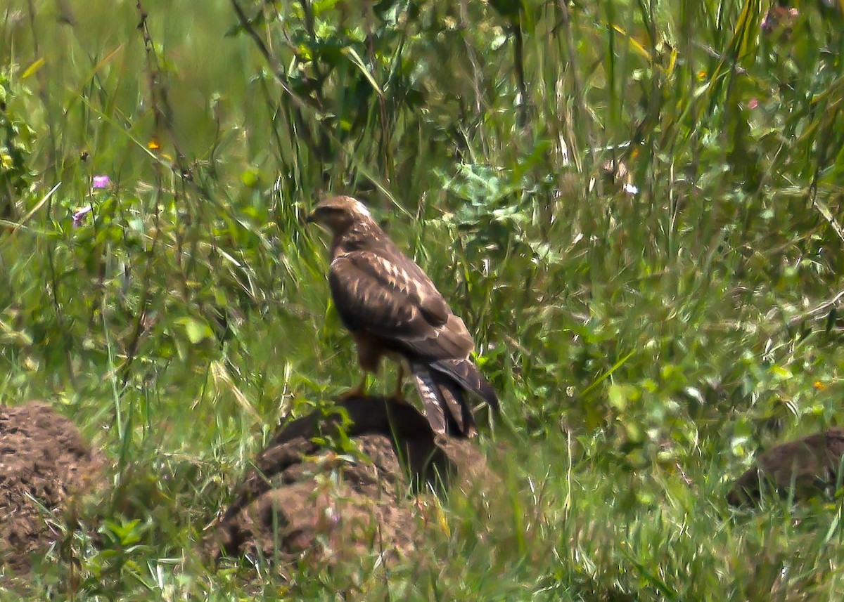 Common Buzzard (Steppe) - ML612227531