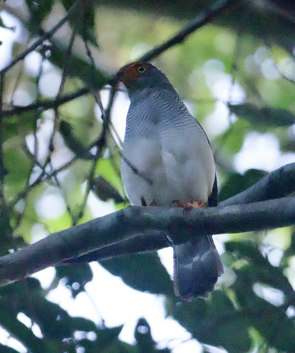 Cryptic Forest-Falcon - ML612227554