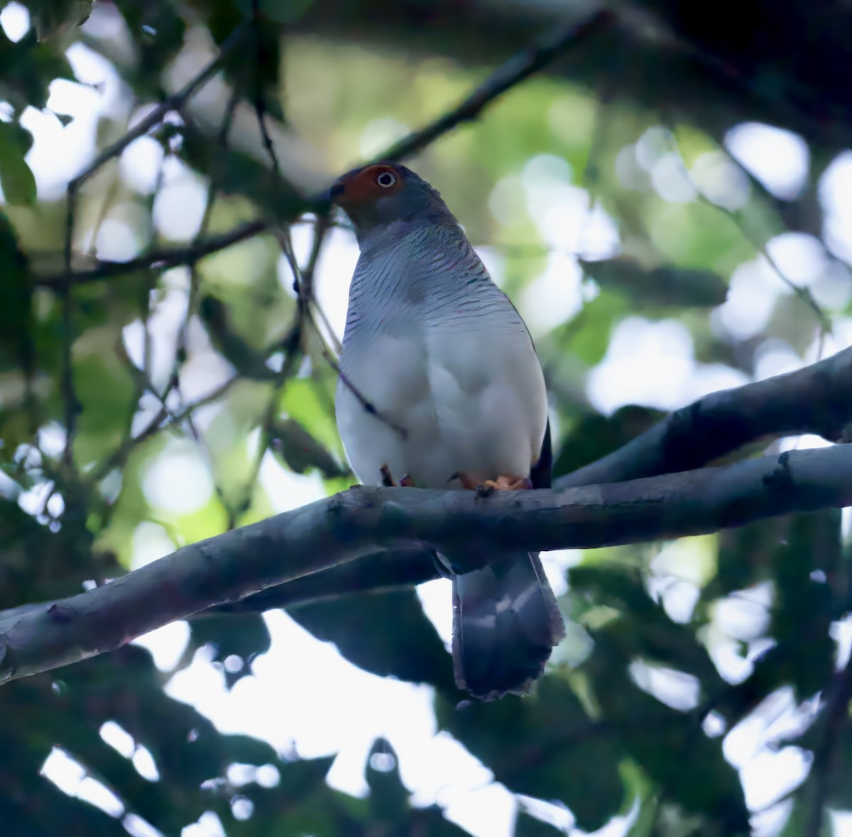 Cryptic Forest-Falcon - ML612227556