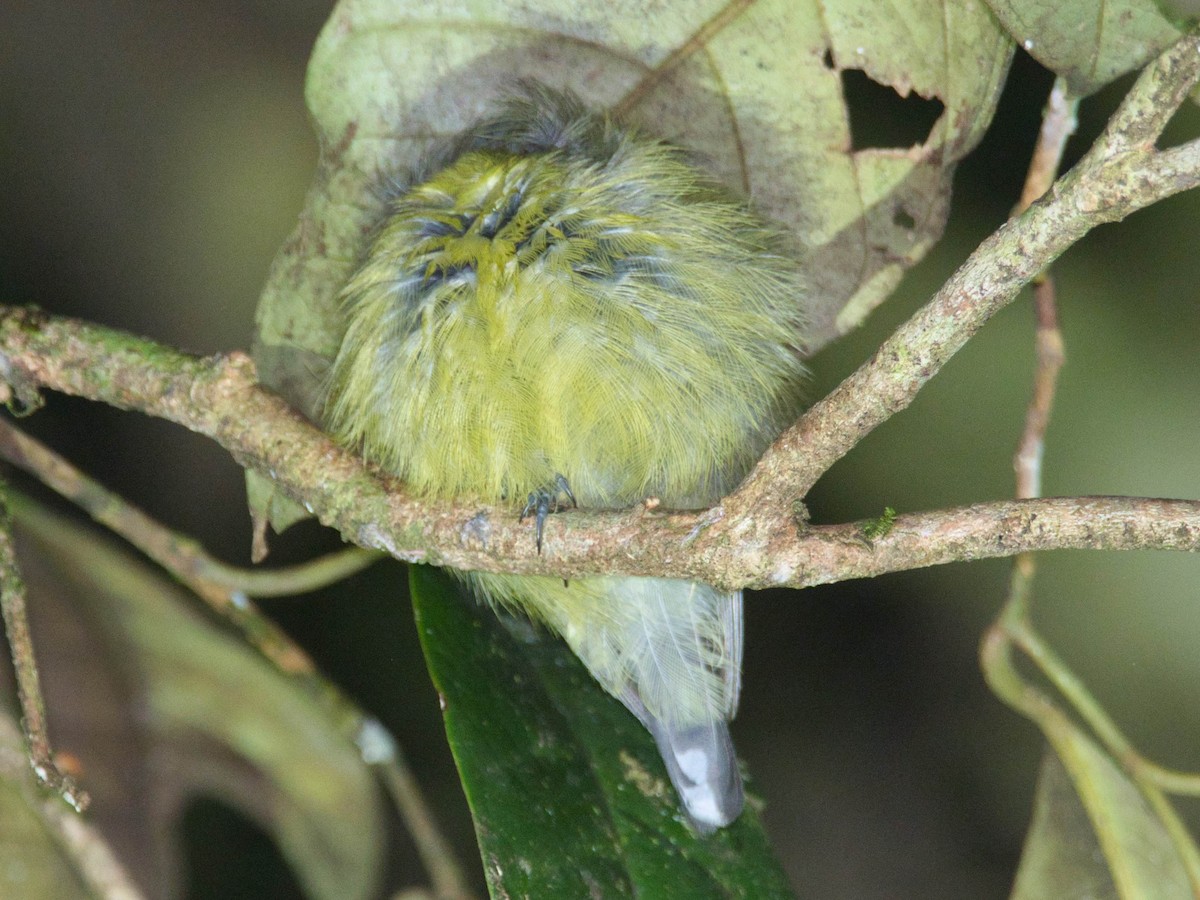 Slaty-chinned Longbill - ML612227617