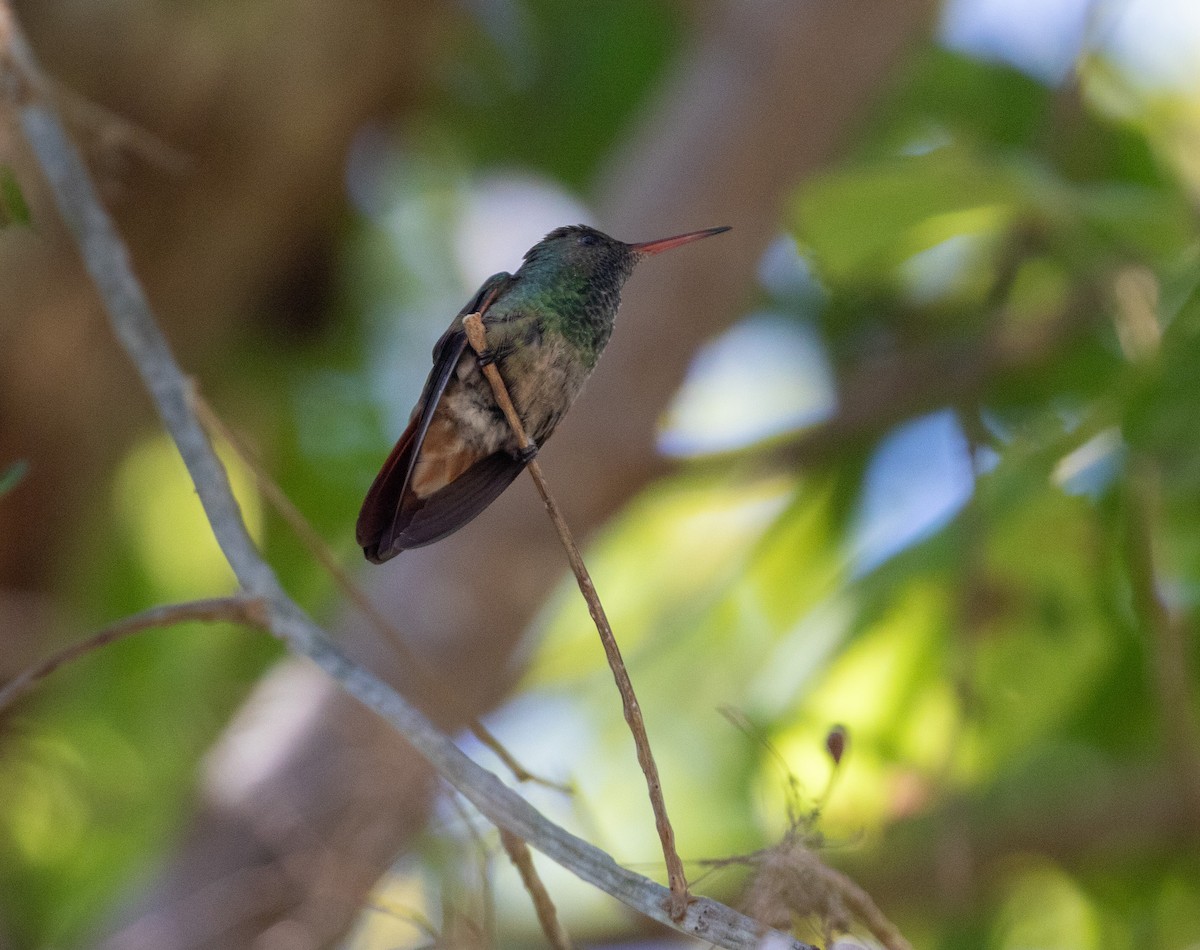 Berylline Hummingbird - ML612227618