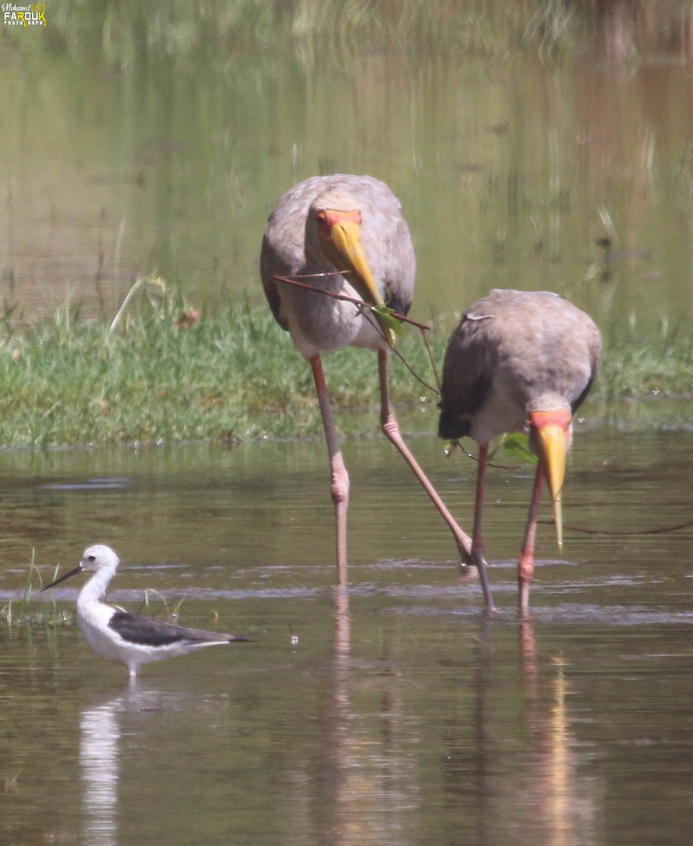 Yellow-billed Stork - Mohamed Farouk