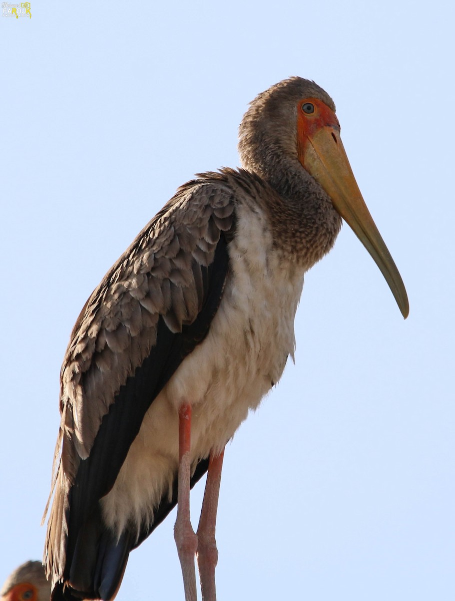 Yellow-billed Stork - Mohamed Farouk