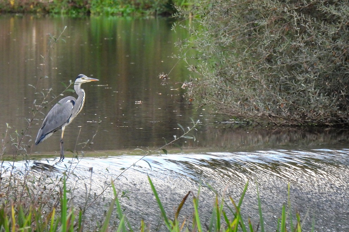 Gray Heron - ML612227692