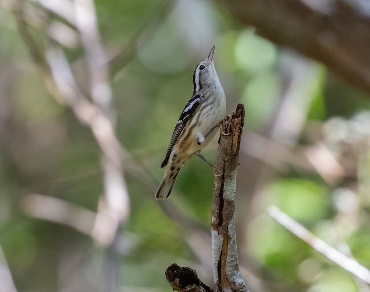 Black-and-white Warbler - William Price